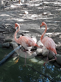 Couple of flamingos, Melgar Colombia photo