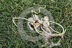A couple of flies land on some dog roundworms, or Toxocara canis, ejected on the grass from a puppy`s vomit. photo
