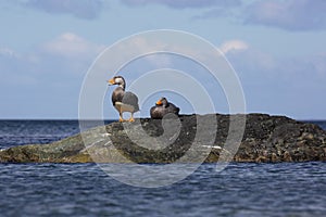 Couple of Flightless Steamer-ducks in chilean Patagonia