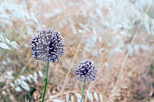 Couple of flowers of decorative onions Allium Giganteum.