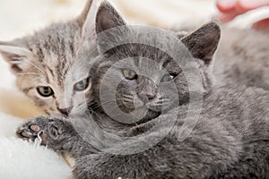 Couple fluffy kitten portrait relaxing on white blanket. Little baby gray and tabby adorable cat in love sleeping at home. Kittens