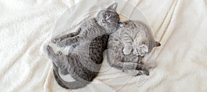 Couple fluffy kitten relax on white blanket. Little baby gray and tabby adorable cat in love. Kittens have rest. Animal pet cats