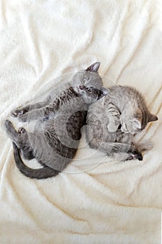 Couple fluffy kitten relax on white blanket. Little baby gray and tabby adorable cat in love. Kittens have rest. Animal pet cats