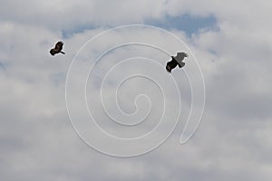 A couple of flying eagles upon the blue sky and looking for the prey mid air. Very keen vision bird can fly at high altitudes