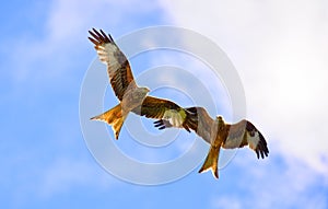 A Couple of flying Red kite  in cloudy sky Ein Paar fliegende Rotmilane in blauem Himmel photo