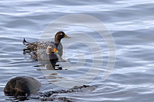 couple of Flying steamer duck Tachyeres patachonicus swimming in the port of ushuaia; Argentina. wild seabird in natural