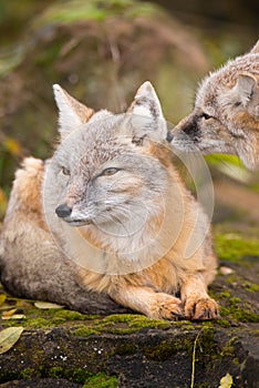 A couple of foxes is sitting on a rock