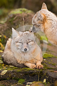 A couple of foxes is sitting on a rock