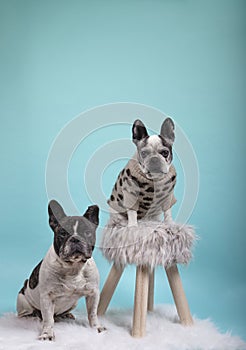 Couple of french bulldog dogs in love for happy valentines day on blue background