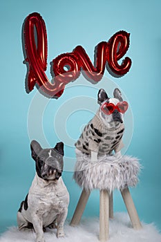 Couple of french bulldog dogs in love for Happy Valentines Day with inflatable red balloon background with the word love and red