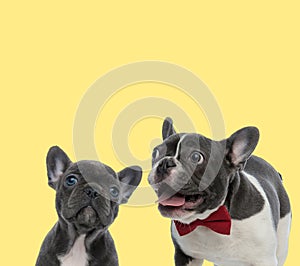 Couple of french bulldog dogs sitting with tongue exposed