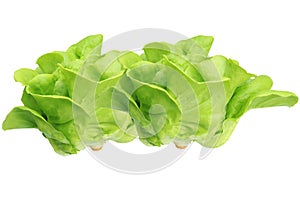 A couple Fresh Organic Green Butter head Lettuce vegetable or Salad vegetable  hight  vitamin,nutrition isolated on white back