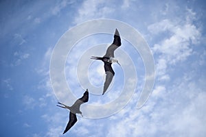 A couple of frigate bird in flight, Mexico photo