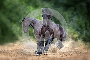 Couple frisian horse run