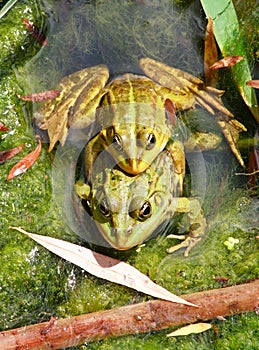 Couple of frogs joined together in a pond