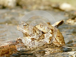Couple of frogs in the water in spring
