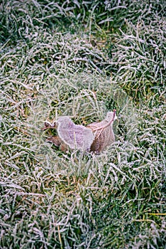 Couple of frozen leaves in cold grass