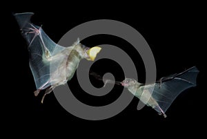 Couple of fruit bat eating
