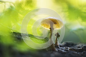 Fungi on a trunk photo