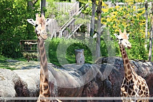 Couple of funny giraffes resting in the zoo