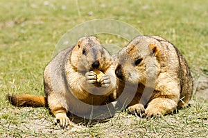 Couple of funny marmots with bisquit on the green grass photo