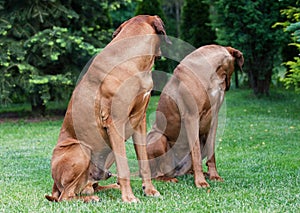 A couple of funny Rhodesian Ridgeback dogs