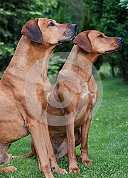 A couple of funny Rhodesian Ridgeback dogs, portrait