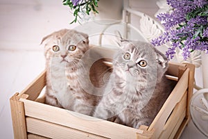 Couple of funny Scottish kittens sitting in the wooden boxand and looking up