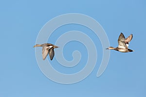 Couple of gadwall ducks anas strepera in flight in blue sky