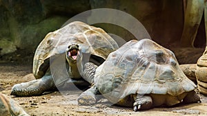 Couple of galapagos tortoises together, one opening its mouth, Vulnerable land turtle specie from the galapagos islands