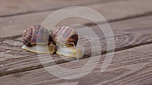 Couple garden snails mating life cycle of a snail