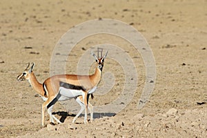 Couple of gazelles of Thompson