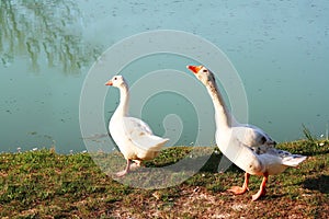 Couple geese