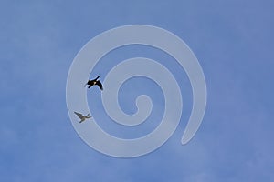 Couple of geese in flight on a blue sky with soft clouds - Branta canadensis
