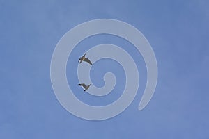 Couple of geese in flight with spread wings on a blue sky - Branta canadensis