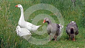 Couple of geese on a meadow