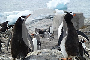 A couple of Gentoo penguins sitting on a rock keep their distance