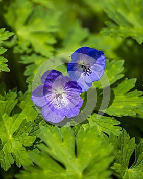 Geranium Johnsons Blue flower photo