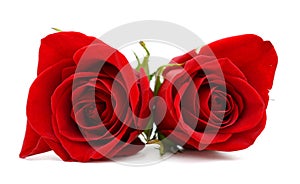 Couple gift roses