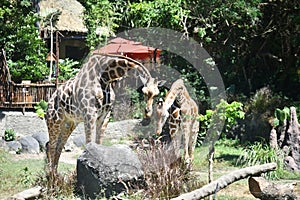 couple giraffe eating together at savana