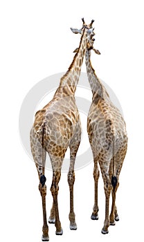  couple of giraffe standing together, view from behind,  image on white background