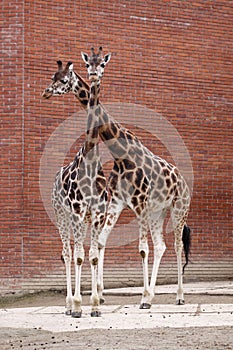 Couple of a giraffes