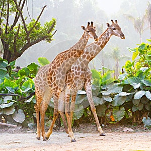 Couple giraffes photo