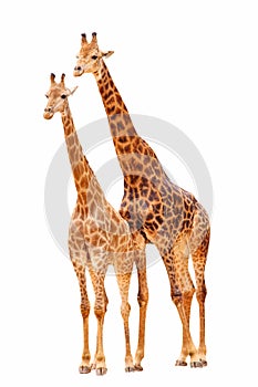 A pair giraffes(couple) in white background photo