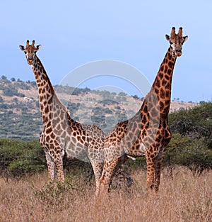 Couple of giraffes photo