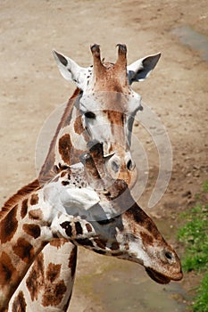 Couple of giraffes