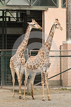 Giraffes in Le Cornell animal park photo