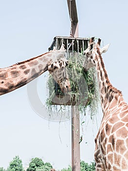 A couple of giraffes eating grass from a feeder