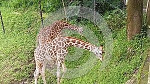 a couple of giraffes enjoying eating grass at the zoo