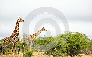 Couple of giraffes on safari in a South African game reserve